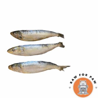 Wild Caught Sardines